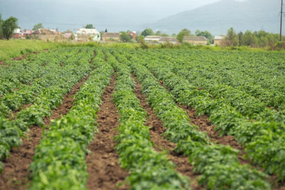 Encina Jardinería y Floristería S.L.